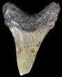Angustidens Tooth - Megalodon Ancestor #56649-1